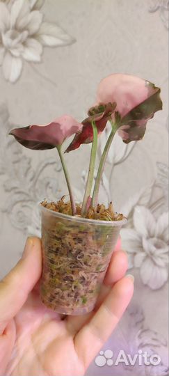 Сингониум клубничный лед galaxy