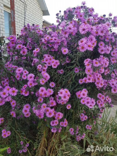 Хризантемы,сентябринки многолетки из своего сада