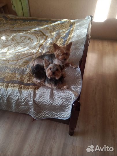 Йоркширский терьер