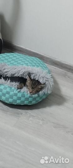 Котенок бесплатно