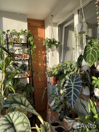 Комнатные растения