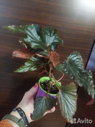 Бегонии Кейн