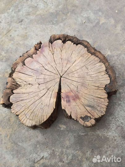 Спил яблони