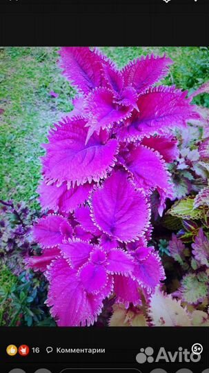 Вегетативные колеусы