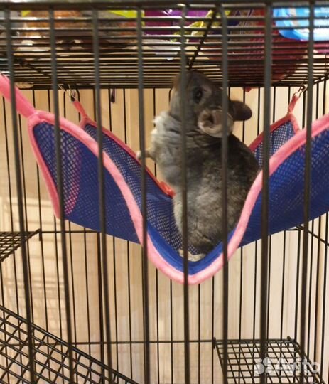 Серебристая шиншилла