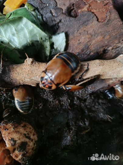 Тараканы автомобильчики (Lucihormetica subcincta)