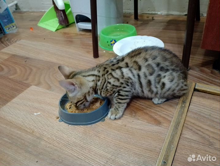 Бенгальский котенок девочка
