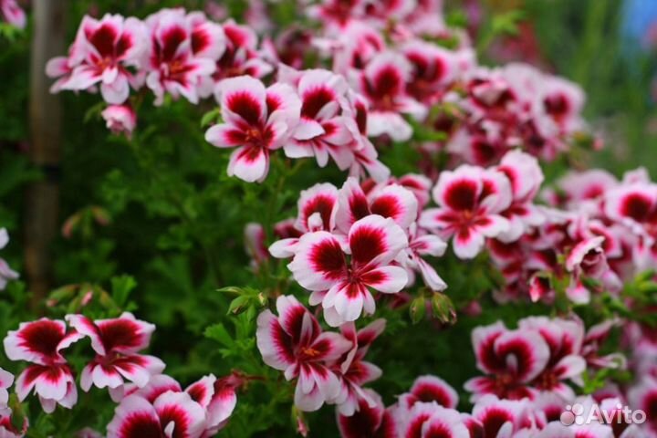 Пеларгонии ангелы