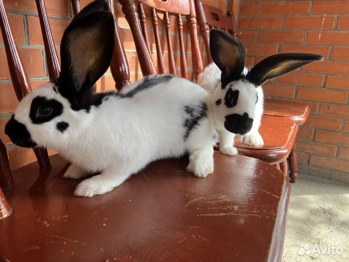 Нпв строкач, бронь