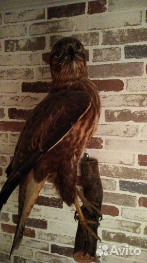 Чучела птиц