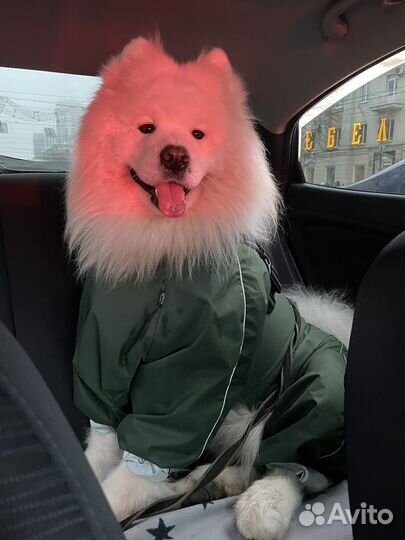 Фотосессия с самоедской собакой