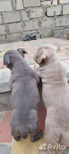 Американский булли щенки