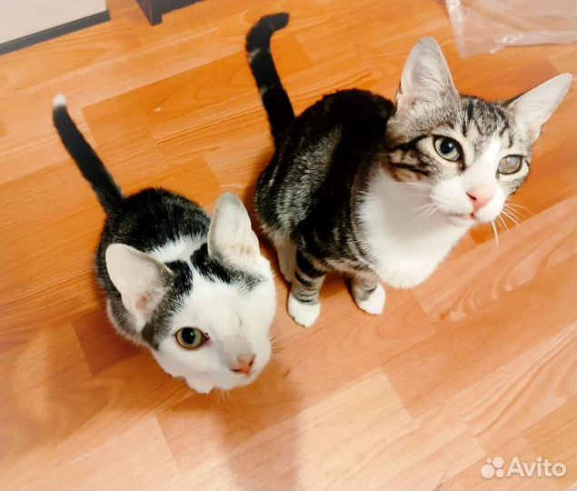 Кот Лунтик ищет дом