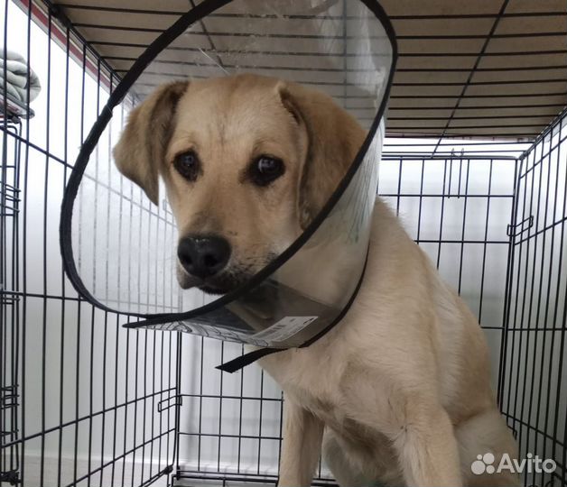 Собака в отлове