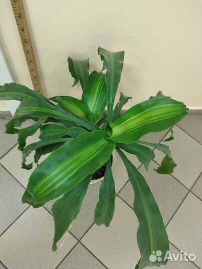 Драцена,Радермахер драцена взрослое,хирита