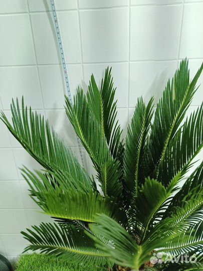 Цикас революта