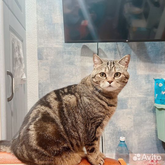 Кошка в дар бесплатно