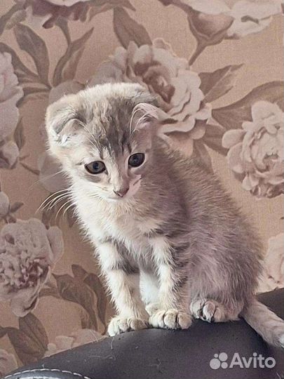 Котенок девочка