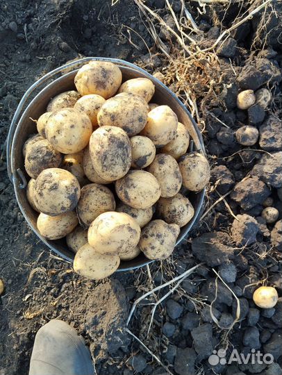 Продам картофель