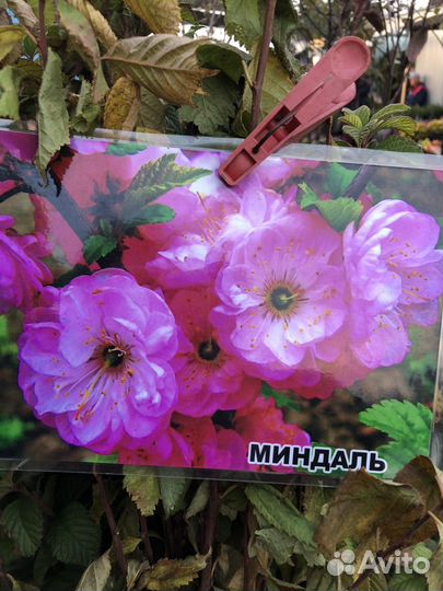 Саженцы роз