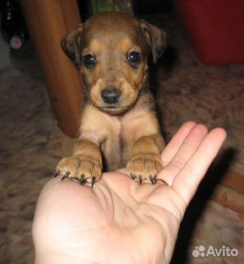 Щенки таксы