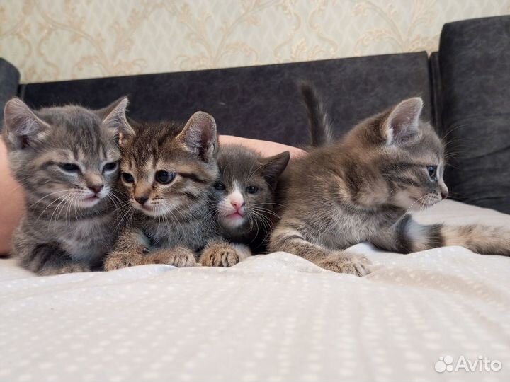 Продам котят