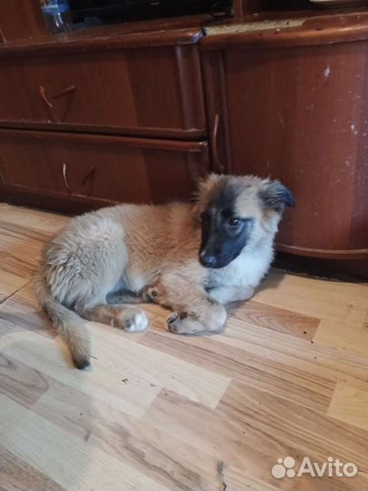 В добрые руки