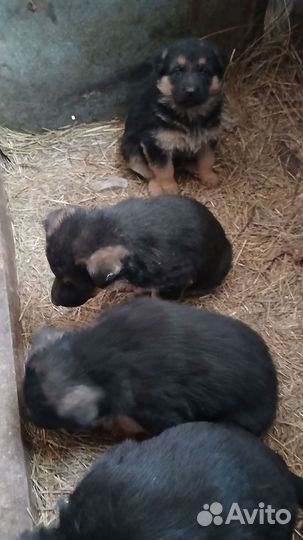 Щенки немецкой овчарки