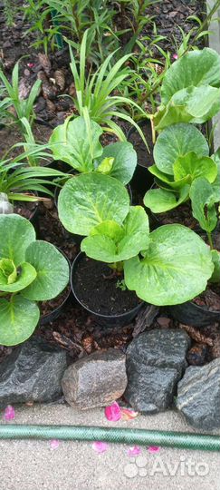 Хвосты, бадан