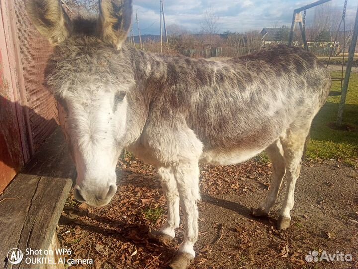 Продается ослица