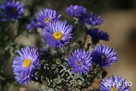 Пионы, астры осенние