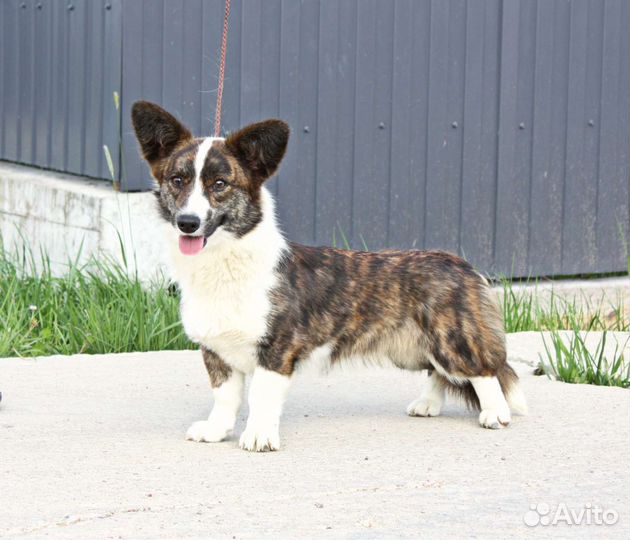 Вельш Корги Кардиган