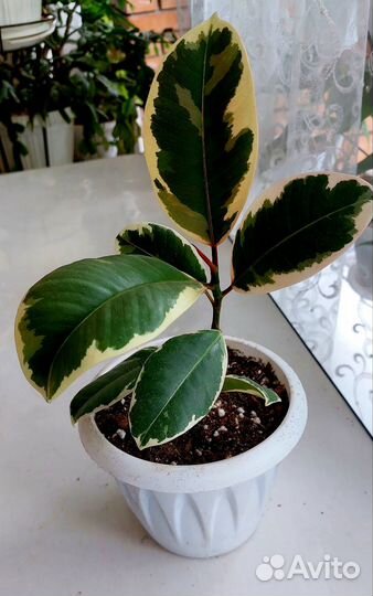 Комнатные растения,подарок,монстера,фикус,маранта