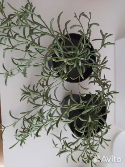 Искусственные цветы IKEA