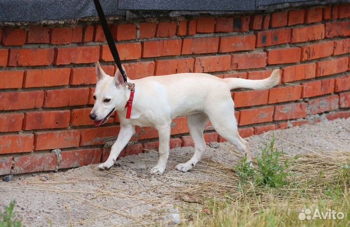 Щенок в семью