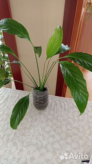 Спатифиллум