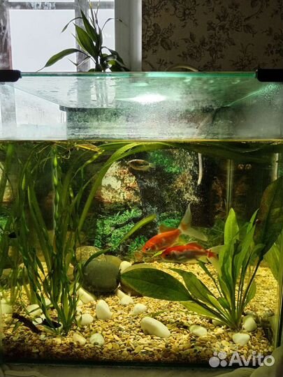 Аквариум куб 60л с рыбками