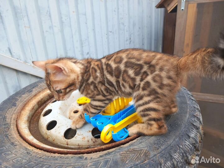 Бенгальская