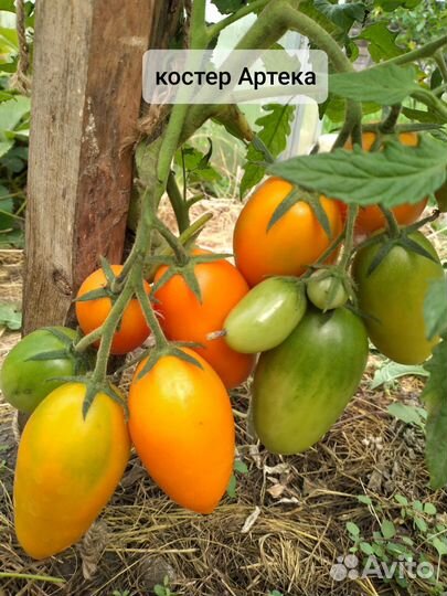 Семена коллекционных томатов