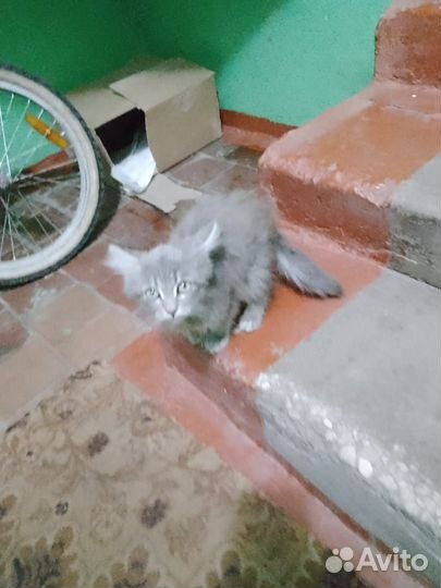 Отдам котёнка в добрые руки