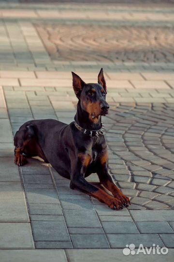 Доберман и трюковой конь для фотосессий