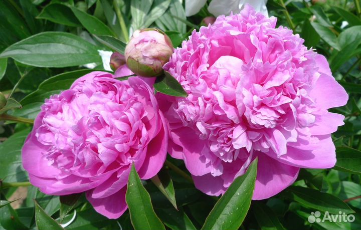 Пионы (корни) в наличии