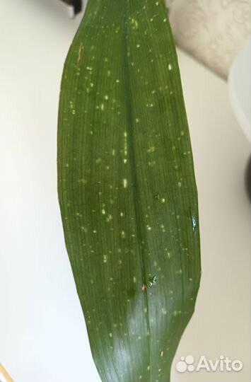 Аспидистра Милки Вэй#комнатные растения