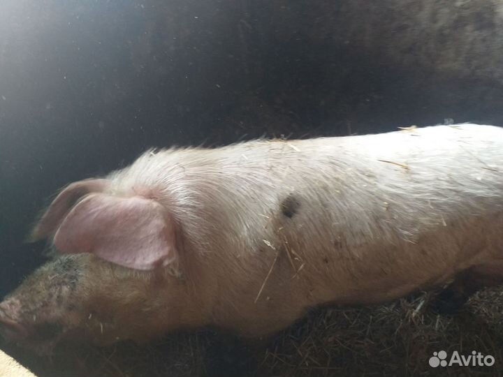 Хряк племянной