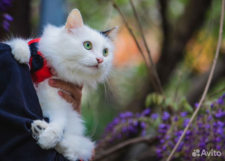 Кот Снежик
