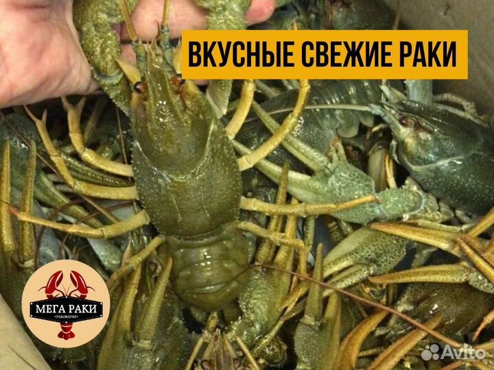 Живые раки. Вкусно сварим и доставим