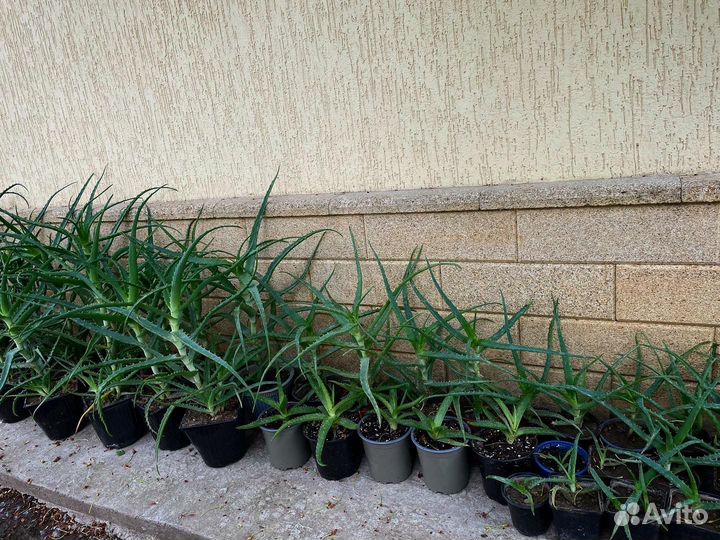 Алоэ лечебный