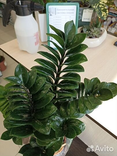 Замиокулькас Зензи 14см/45см