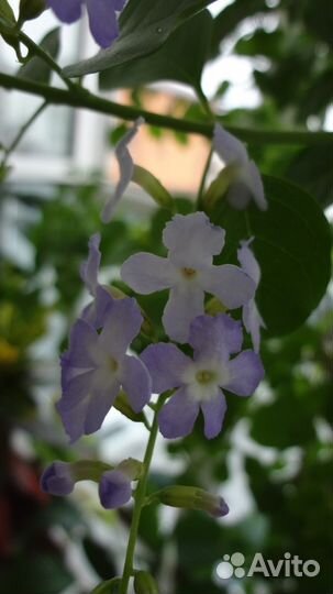 Комнатная берёза (дуранта )