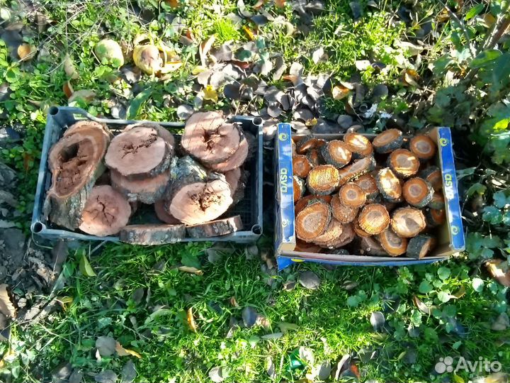 Продам спилы дерева для декораций